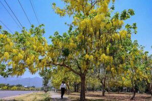 Islamabad, 7th Avenue transforms into a mesmerizing canvas as seasonal flowers bloom and drape from trees