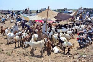 A vehicle on the way loaded with sacrificial animal after purchasing from Animal Market, Hatri Bypass in connection with Eidul Azha