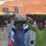 Labourers carrying seasonal fruit baskets on their heads to earn for livelihood at fruit market