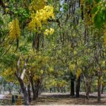 Islamabad, 7th Avenue transforms into a mesmerizing canvas as seasonal flowers bloom and drape from trees