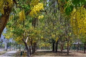 Islamabad, 7th Avenue transforms into a mesmerizing canvas as seasonal flowers bloom and drape from trees