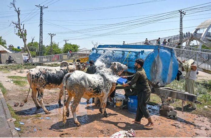 Vendors loading sacrificial animals on vehicle for transport at Zia Masjid in connection with upcoming Eidul Azha