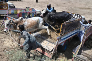 Vendors busy in unloading sacrificial animals from a Suzuki pickup in connection with upcoming Eidul Azha at animal market Hatri bypass.