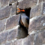 A view of myna bird with his open beak during hot weather in the city