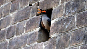 A view of myna bird with his open beak during hot weather in the city