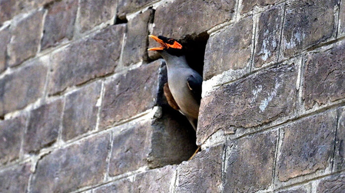 A view of myna bird with his open beak during hot weather in the city