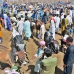 A vehicle on the way loaded with sacrificial animal after purchasing from Animal Market, Hatri Bypass in connection with Eidul Azha