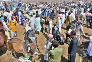 A vehicle on the way loaded with sacrificial animal after purchasing from Animal Market, Hatri Bypass in connection with Eidul Azha