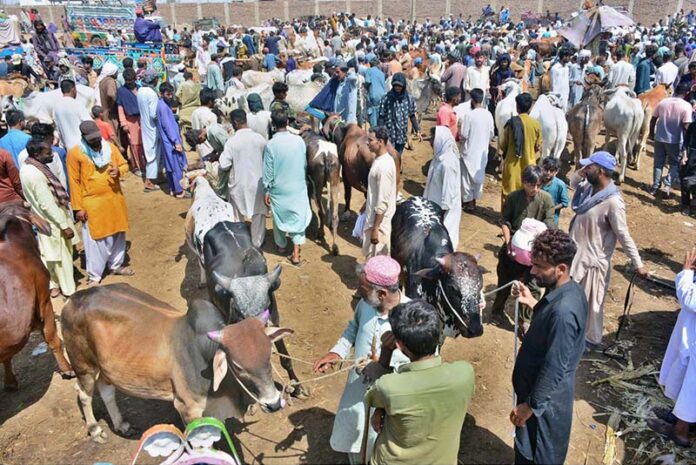 A vehicle on the way loaded with sacrificial animal after purchasing from Animal Market, Hatri Bypass in connection with Eidul Azha