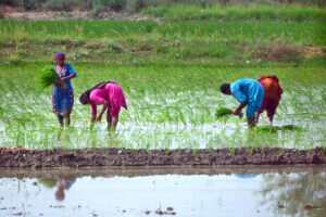 Farmers family are busy cultivating the rice crop in the field area.