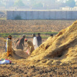 Farmers making bundles of husk from wheat to deliver in the market