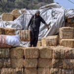 Hard at work, a laborer unloads bundles of husk from delivery truck at Bharakoh area in Federal Capital