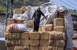 Hard at work, a laborer unloads bundles of husk from delivery truck at Bharakoh area in Federal Capital
