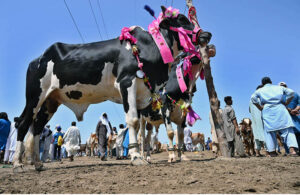 Vendors busy in unloading sacrificial animals from a Suzuki pickup in connection with upcoming Eidul Azha at animal market Hatri bypass.