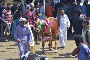 A vehicle on the way loaded with sacrificial animal after purchasing from Animal Market, Hatri Bypass in connection with Eidul Azha