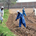 Farmers are preparing land for the next crop using the old method