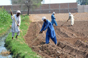 Farmers are preparing land for the next crop using the old method