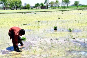 A farmer busy in planting saplings of rice in his field along Shekan Road.