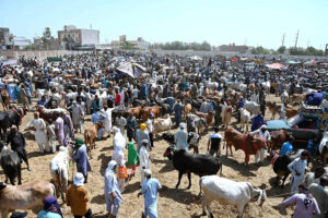 Vendors busy in unloading sacrificial animals from a Suzuki pickup in connection with upcoming Eidul Azha at animal market Hatri bypass.