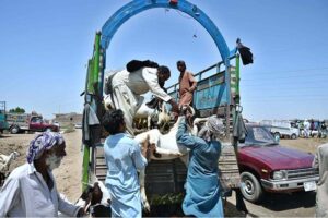 A vehicle on the way loaded with sacrificial animal after purchasing from Animal Market, Hatri Bypass in connection with Eidul Azha