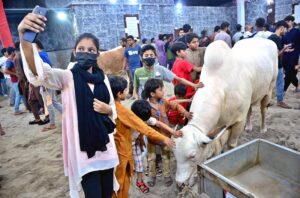 A girl taking selfie with her cell phone with sacrificial animal during visit cattle farm in connection with upcoming Eid ul Azha at Latifabad.