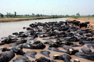 A herd of buffaloes bathing in Jhang Branch Canal during hot weather at Rajbah Nasrana