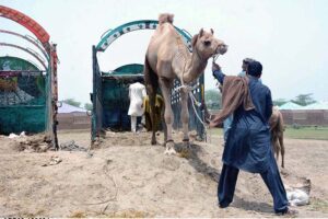 Vendors diligently unload sacrificial animals from vehicles at the temporary Cattle Market, preparing for the sacred celebrations of Eid ul-Adha-
