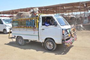 A vehicle on the way loaded with sacrificial animal after purchasing from Animal Market, Hatri Bypass in connection with Eidul Azha