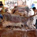 Workers preserving the hides of sacrificial animals at their warehouse at Ring road