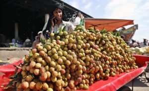 A vendor displaying seasonal fresh fruit lechee to attract customers at Islamabad Fruit and Vegetable Market