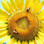 Honey bee getting nectar from the sunflowers on the greenbelt area along roadside in the city