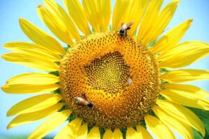 Honey bee getting nectar from the sunflowers on the greenbelt area along roadside in the city