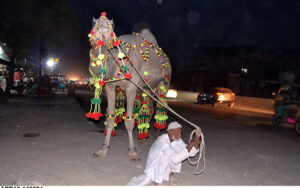 Elder vendor selling sacrificial camel to attract the customers at Cattle Market in connection with Eid-ul- Azha.