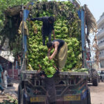 Laborers are busy unloading bananas from the delivery truck at Fruit Market
