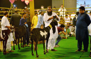 Owners proudly display their pets during the competition “26th International camel and Goat contests of beautification, weigh and milk, contest is jointly arranged by the Faculty of Animal Husbandry (FAH), UAF and International Goat and Bull Association at UAF Stadium