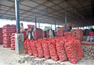 Labourers busy loading potatoes sacks on a delivery truck at vegetable market.