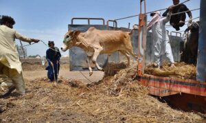 A lively cattle jumps with excitement during unloading from delivery truck, ready to enter the temporary Cattle Market,preparing for the sacred celebrations of Eid ul-Adha