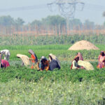 Women farmers plucking okra vegetables in the field