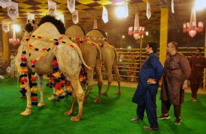 Owners proudly display their pets during the competition “26th International camel and Goat contests of beautification, weigh and milk, contest is jointly arranged by the Faculty of Animal Husbandry (FAH), UAF and International Goat and Bull Association at UAF Stadium