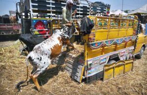 A lively cattle jumps with excitement during unloading from delivery truck, ready to enter the temporary Cattle Market,preparing for the sacred celebrations of Eid ul-Adha