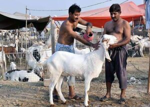 Elder vendor selling sacrificial camel to attract the customers at Cattle Market in connection with Eid-ul- Azha.