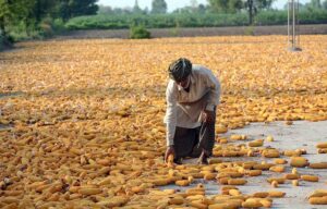 A farmer spreading corn cobs for drying purpose.