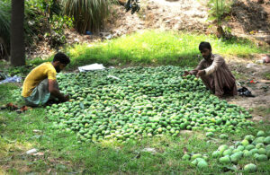 Farmers are busy sorting good quality mangoes after plucking them from their farm.