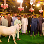 Owners proudly display their pets during the competition “26th International camel and Goat contests of beautification, weigh and milk, contest is jointly arranged by the Faculty of Animal Husbandry (FAH), UAF and International Goat and Bull Association at UAF Stadium
