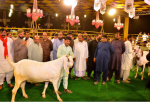 Owners proudly display their pets during the competition “26th International camel and Goat contests of beautification, weigh and milk, contest is jointly arranged by the Faculty of Animal Husbandry (FAH), UAF and International Goat and Bull Association at UAF Stadium