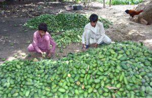 Farmers meticulously sort prime raw mangoes freshly plucked from orchards along Millat Road, ensuring only the finest quality of mangos sale in the fruit markets