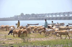 Shepherds guiding herd of sheep and goat heading towards grazing field at the bank of Indus River.