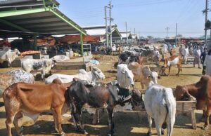 A lively cattle jumps with excitement during unloading from delivery truck, ready to enter the temporary Cattle Market,preparing for the sacred celebrations of Eid ul-Adha