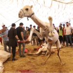 Workers slaughtering camels organized by JDC Welfare Organization, sacrificed 200 camels and cow meat to distribute among the deserving people on the Eid-ul-Azha festive