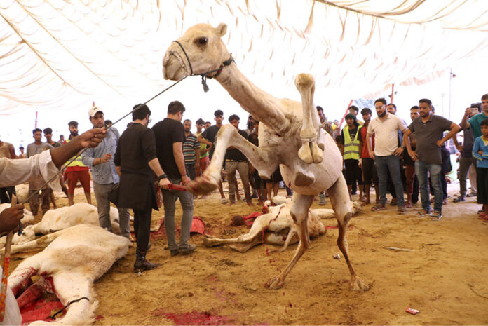Workers slaughtering camels organized by JDC Welfare Organization, sacrificed 200 camels and cow meat to distribute among the deserving people on the Eid-ul-Azha festive